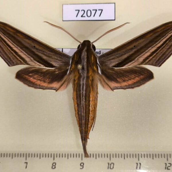 Sphingidae Theretra lycetus Thailand