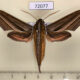 72077p Sphingidae Theretra lycetus Thailand $15