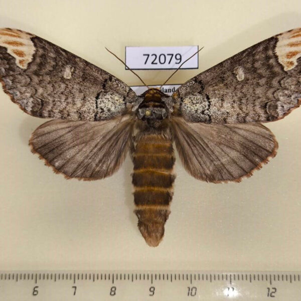 Notodontiidae Phalera minor f Thailand