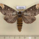 72079p Notodontiidae Phalera minor f Thailand $20