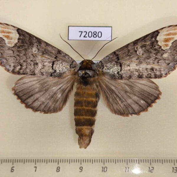 Notodontiidae Phalera minor f Thailand
