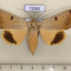 72081p Noctuidae Ophiusa disjungens Vietnam $15