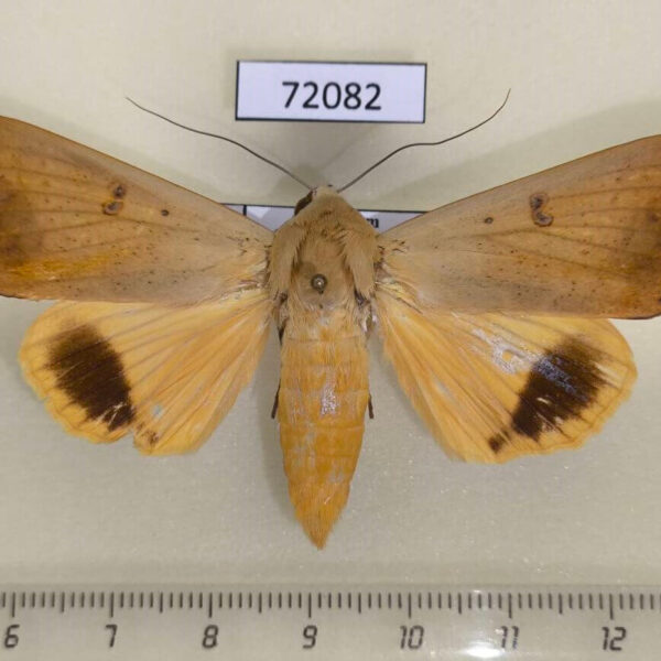 Noctuidae Ophiusa disjungens Vietnam