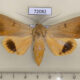 72082p Noctuidae Ophiusa disjungens Vietnam $8