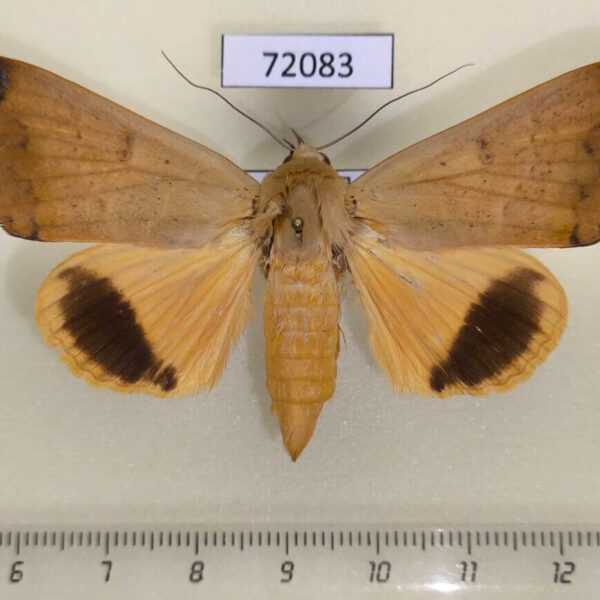 Noctuidae Ophiusa disjungens Vietnam
