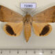 72083p Noctuidae Ophiusa disjungens Vietnam $15