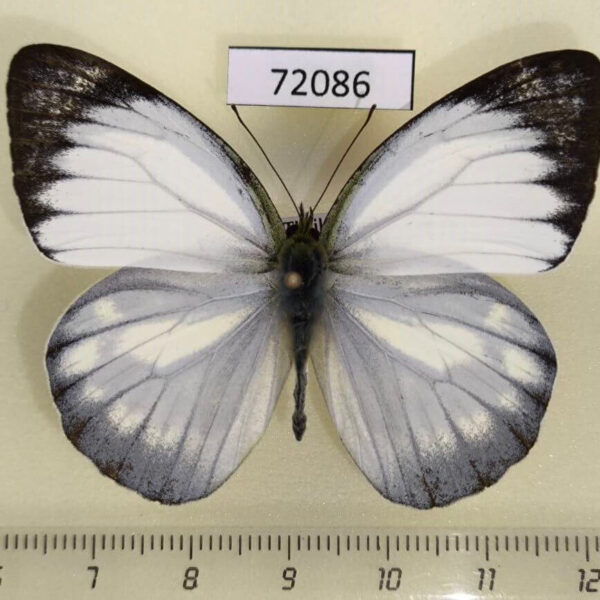 Pieridae Cepora nadina Thailand