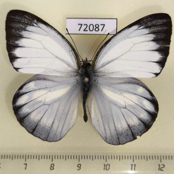 Pieridae Cepora nadina Thailand