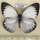 72087p Pieridae Cepora nadina Thailand $8