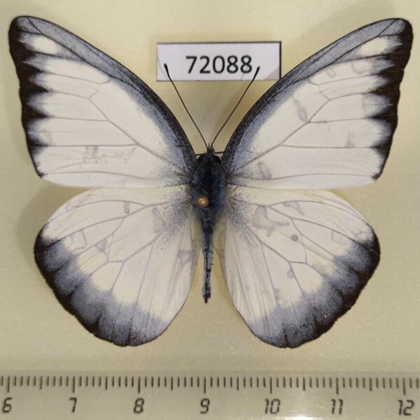 Pieridae Appias lyncida eleonora Thailand