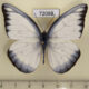 72088p Pieridae Appias lyncida eleonora Thailand $6