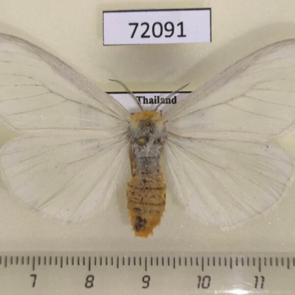 Lymantridae Pantana delineata f Thailand