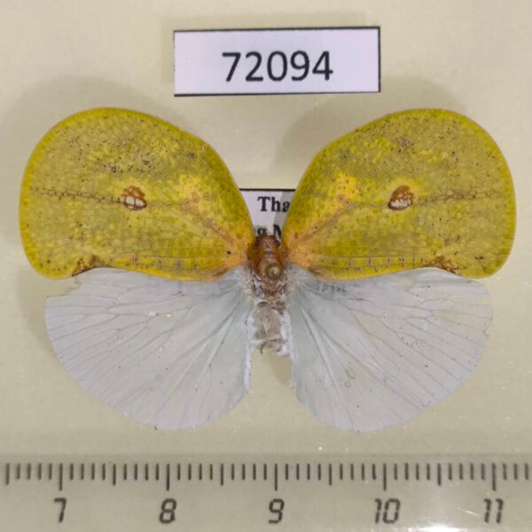 Flatidae Dermoflata rotundata Thailand