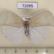 72095p Flatidae Lawana radiata Thailand $10