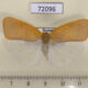 72096p Flatidae Nephesa suffusa Thailand $8