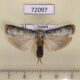 72097p Oecophoridae Thymiatris loureiriicola Thailand $8