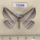 72098p Geometridae sp. Thailand $8