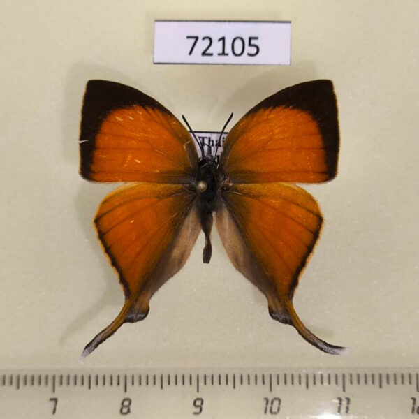 Lycaenidae Loxura atymnus Thailand