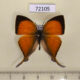 72105p Lycaenidae Loxura atymnus Thailand $20