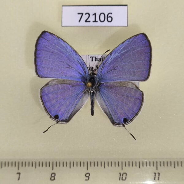 Lycaenidae Catochrysops strabo strabo Thailand