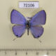 72106p Lycaenidae Catochrysops strabo strabo Thailand $7