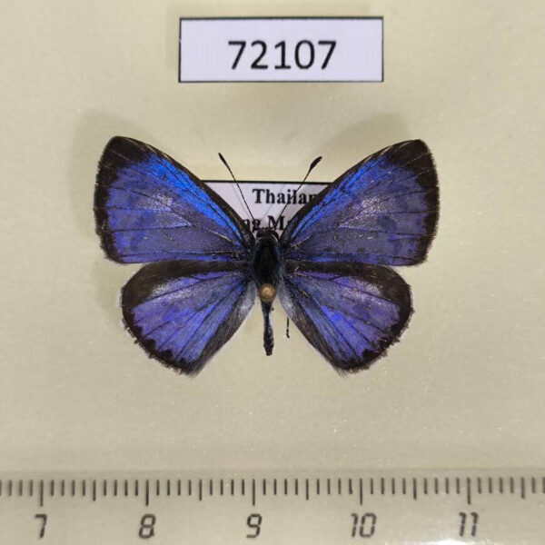 Lycaenidae Acytolepis puspa gisca Thailand