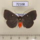 72108p Noctuidae Calesia dasypterus f Thailand $13