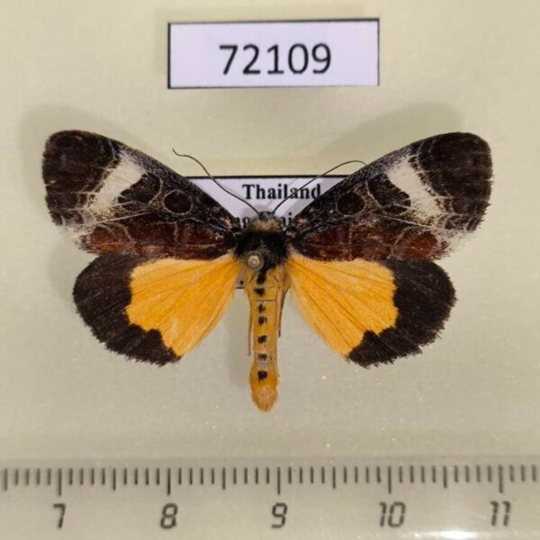 Noctuidae Sarbanissa dissimilis Thailand