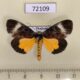 72109p Noctuidae Sarbanissa dissimilis Thailand $10