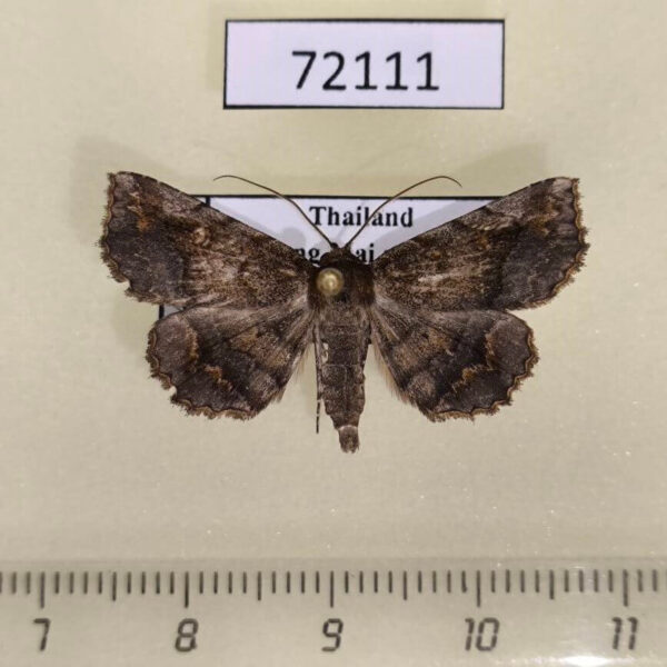 Noctuidae Pangrapta sp. Thailand