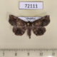 72111p Noctuidae Pangrapta sp. Thailand $9