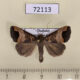 72113p Noctuidae Bocula tuhanensis Thailand $9