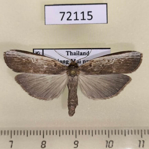 Notodontiidae Phycidopsis albovittata f Thailand