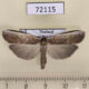 72115p Notodontiidae Phycidopsis albovittata f Thailand $12
