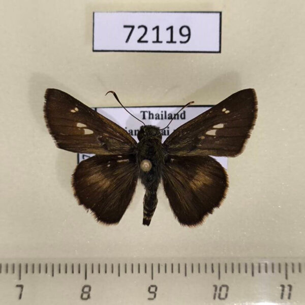 Hesperiidae Halpe zola Thailand