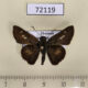 72119p Hesperidae Halpe zola Thailand $8