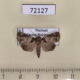 72127p Noctuidae Aquis orbicularis Thailand $7