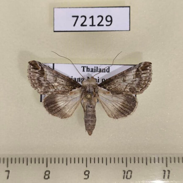 Noctuidae Risoba obstructa f Thailand