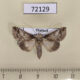 72129p Noctuidae Risoba obstructa f Thailand $8