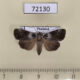 72130p Noctuidae Aquis orbicularis Thailand $8