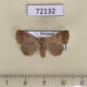 72132p Noctuidae Bocula caradrinoides f Thailand $8