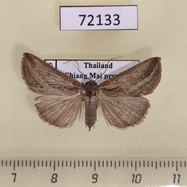 Noctuidae Hypena conscitalis f Thailand