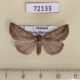 72133p Noctuidae Hypena conscitalis f Thailand $9