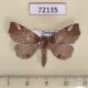 72135p Noctuidae Tamba lahera Thailand $15