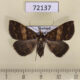 72137p Noctuidae Oxaenanus brontesalis f Thailand $9