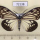 72138p Zygaenidae Cyclosia papilionaris f Thailand $18