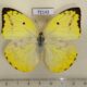 72142p Pieridae Catopsilia pomona pomona f Thailand $10