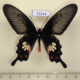 72144p Papilionidae Pachliopta aristolochiae goniopeltis Thailand $10