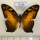 72146p Nymphalidae Vagrans sinha Thailand $10