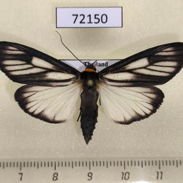 Arctiidae Macrobrochis prasena Thailand